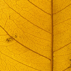 Leaf image