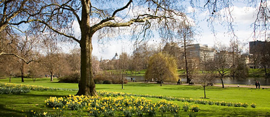 Large tree in a park