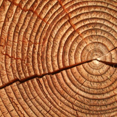 Tree rings