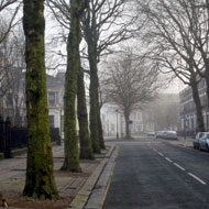 Trees on the side of a road