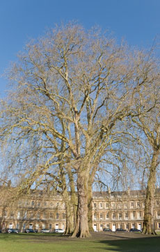 Protected tree in front of buildings