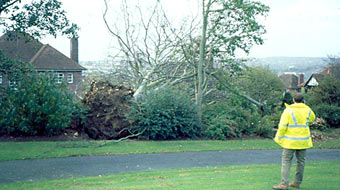 A pathway through the trees