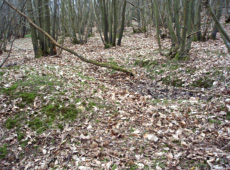 Saw Pit – Rafters Wood, East Sussex